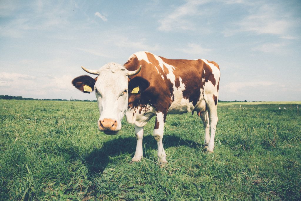 Vaca com dúvida