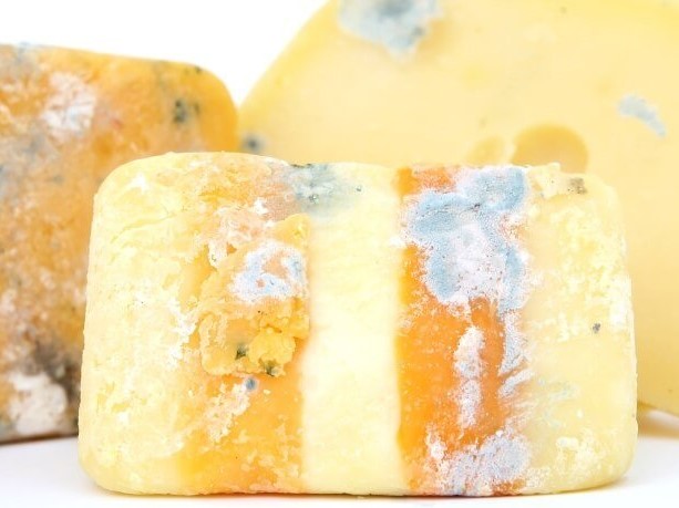 Queijo com mofo