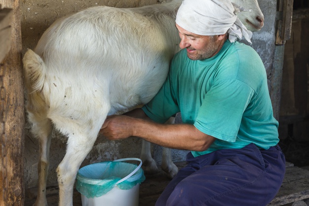 Tirando leite de cabra