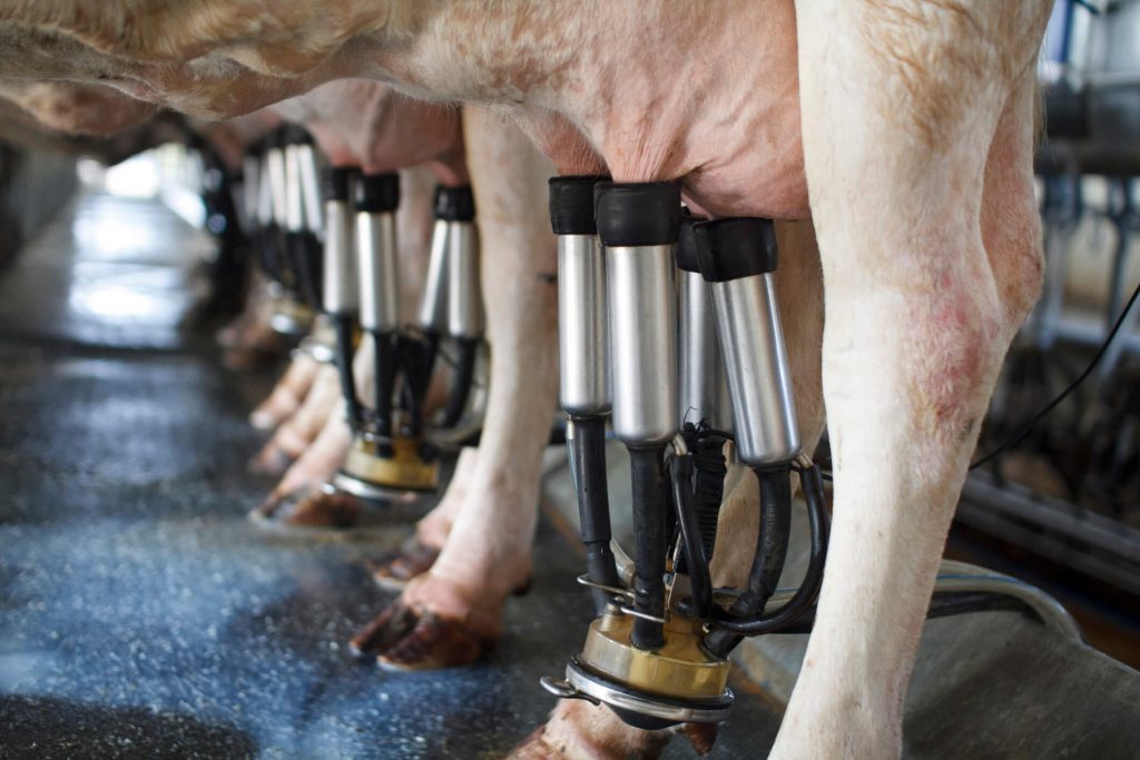 Imagem mostra processo de ordenha mecanica em algumas vacas