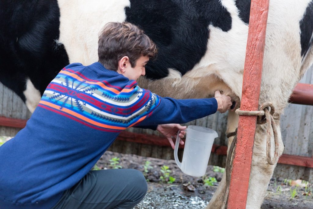 Homem jovem branco ordenhando vaca