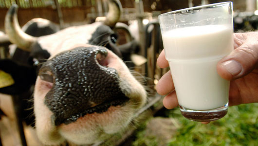 Copo próximo a vaca representando leite cru